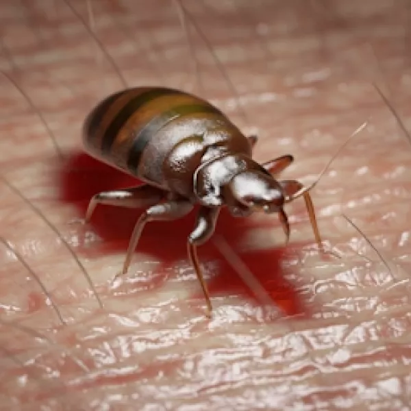 Bettwanzenbekämpfung Berlin jetzt buchen